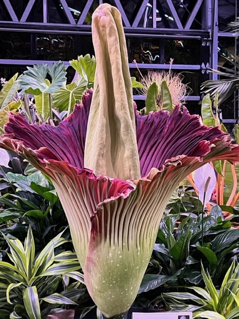 Corpse flower blooming